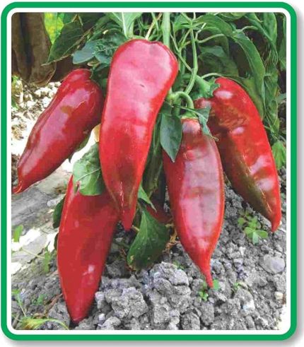 TARIM Ata Tohumu Yöresel Pala Yağlık Köz Biber 100 Adet Tohum