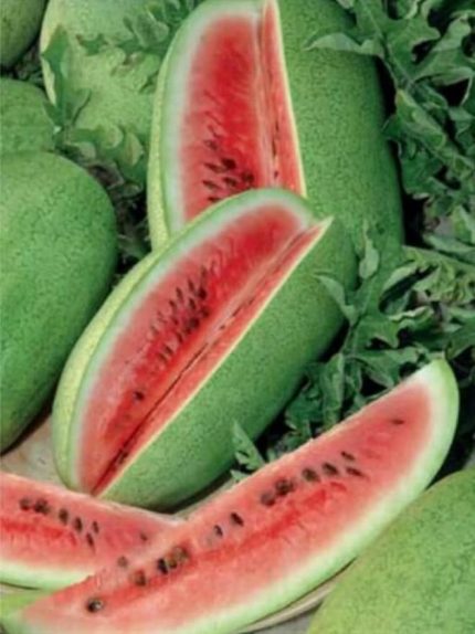 Garden İthal Charleston Gray Karpuzu 20 Ad Tohum