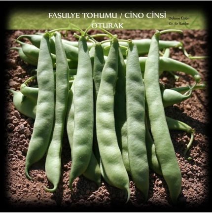 Organik Cino Oturak Fasülye Tohumu 250 Gr. (650+ Adet) Sıla Gina Fasulye Tohumu