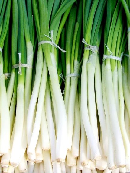 Garden Yerli Yeşil Soğan Tohumu Zümrüt 100 Ad. Tohum