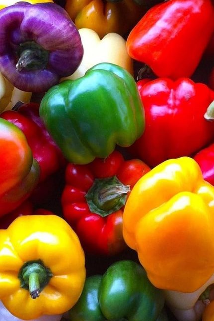 Dünyam Renkli California Biberi Tohumu/eko Paket 100 + Adet