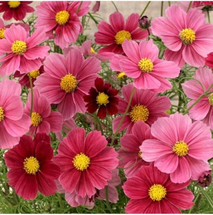 Adet Cosmos Bipinnatus 'antiquity' Çiçek Tohumu