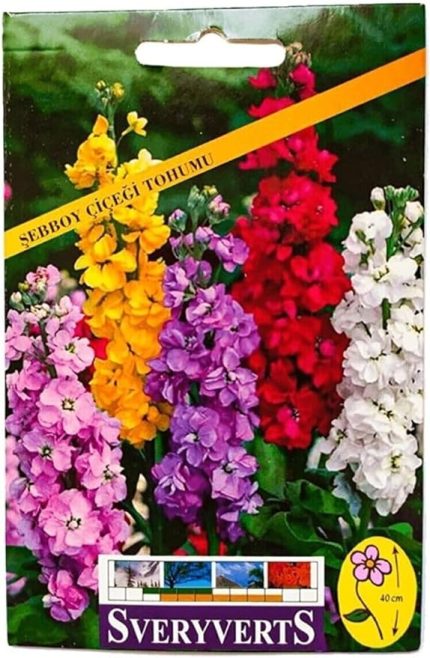 Şebboy Çiçek Tohumu