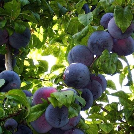 Tüplü Aşılı Bol Verimli Angeleno (Anjelika) Japon Erik Fidanı