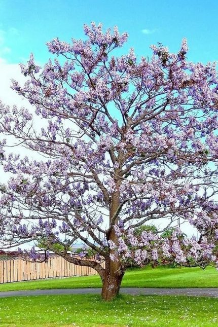 Look Tomentasa Paulowna Ağacı Tüylü Pavlonya Tohumu / 5 Adet Tohum TH-2022dshnglkthm223