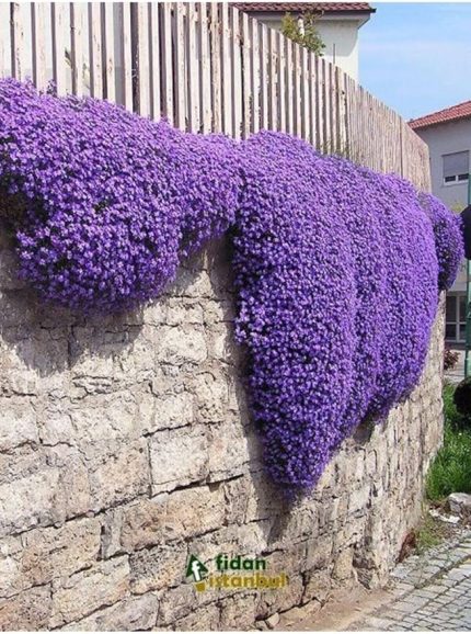 Dünyam Sarkan Lobelya Tohumu 10 Adet