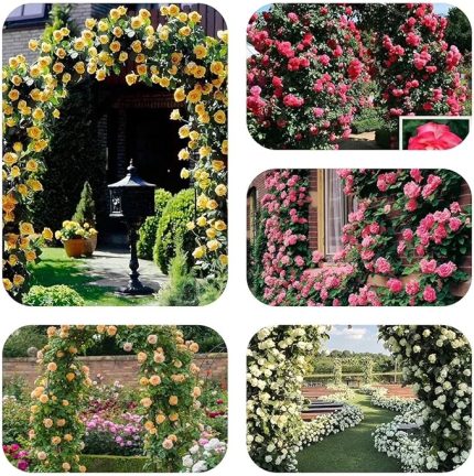 Tohum Yediveren Kokulu Karışık Sarmaşık Gül (10 adet)