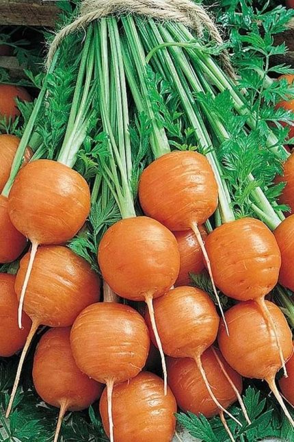 Topak Havuç Tohumu / 40 Adet Havuç Tohumu