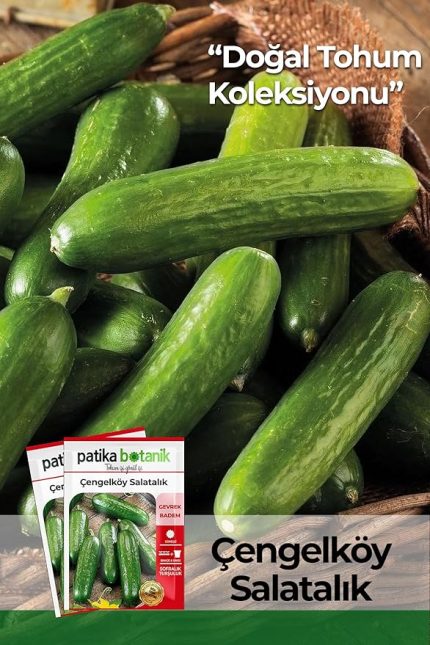 Botanik-150 Adet Çengelköy Salatalık Tohumu