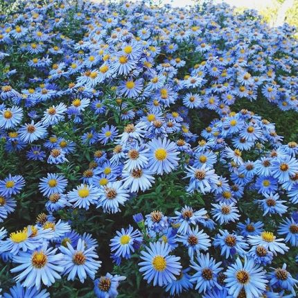 Saksılık Gök Mavisi Aster Çiçeği Tohumu(100 tohum)