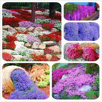 Dünyam Karışık Renkli Sarkan Obrizya Çiçeği Tohumu 35 Adet