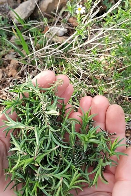 Kekiği, Doğal Zahter Tohumu 20 Adet Tohum