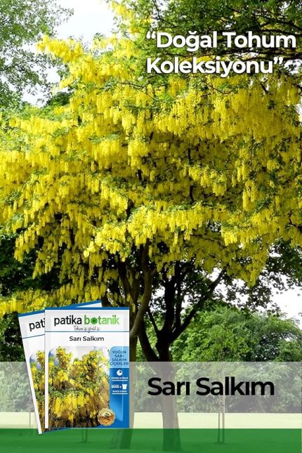 Botanik 20 Adet Sarı Salkım Ağaç Tohumu