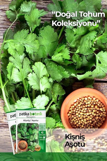 Botanik 500 Adet Yerli Ata Kişniş Tohumu (Aşotu)