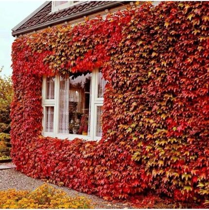 Dünyam 5 Adet Kırmızı Amerikan Sarmaşığı Tohumu