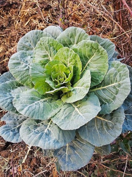 Garden Yöresel Meşhur Karadeniz Lahanası 100 Ad. Tohum