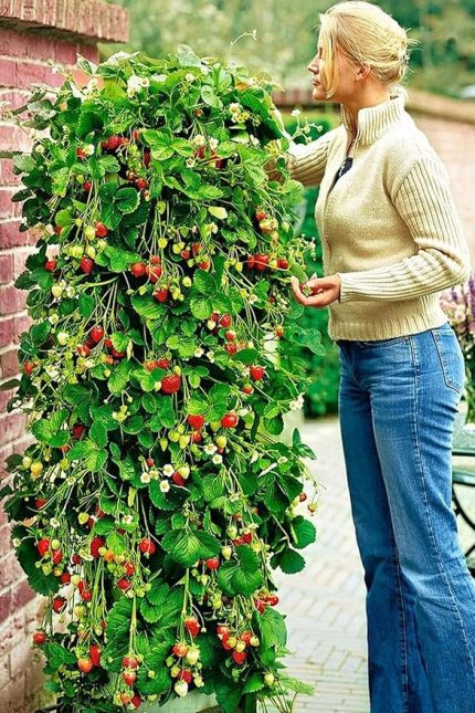 Sırık Çilek Tohumu / 40 Adet Sarmaşık Çilek Tohumu