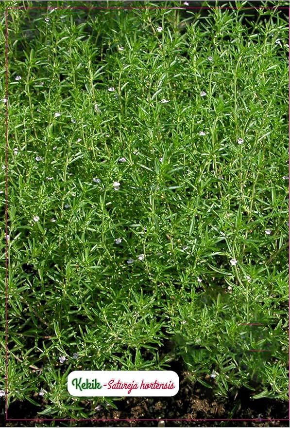 81d6q4QumSL._AC_SY879_