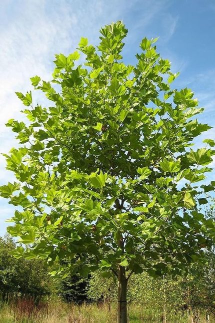 Look Çınar Ağacı Tohumu / 5 Adet Tohum TH-2022dshnglkthm228