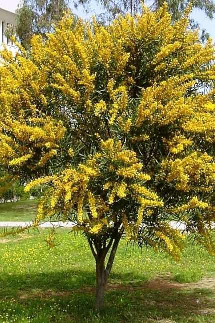 Dünyam Sarı Mimoza Ağacı Tohumu / 5 Adet Tohum