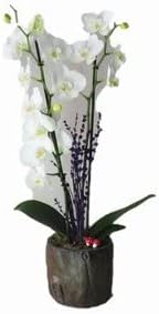 Dal Beyaz Orkide & Remz Odun Beton Saksıda Hediyelik Canlı Çiçek BALFLOWERDESİGN-2876