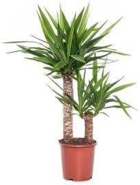 Çiçeği 2 Gövdeli 90-100 Cm Yuka Bitkisi Salon Bitkisi İç Mekan Bitkisi