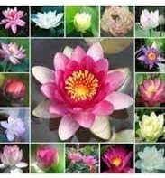 Adet Karışık Renkte Lotus Tohumu Nilüfer Tohumu