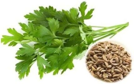 İRİ YAPRAK (ÇOKLU TOHUM) - 10 Gram