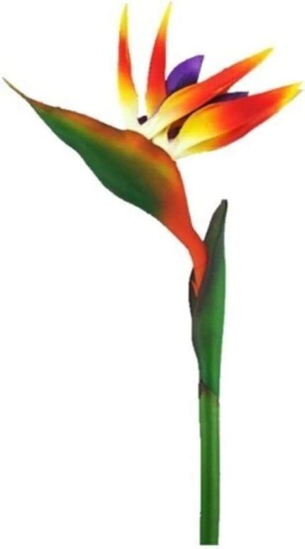 Look Nadir Cennet Kuşu Orkide Tohumu 2 Tohum Çiçek Tohumu TH-thmcmthm166