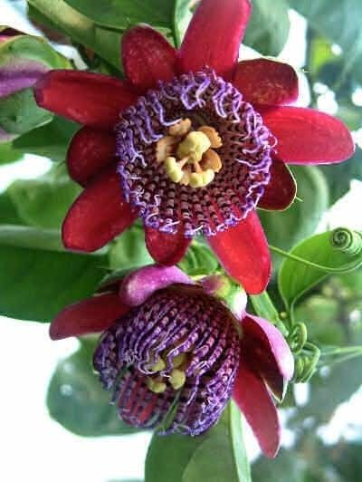 Passiflora Çarkıfelek Çiçeği Tohumu(5 tohum)