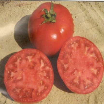 986 F1 Hibrit Oturak Domates (10 Tohum)
