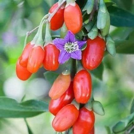 jumbo İri Taneli Gojiberry Fidanı