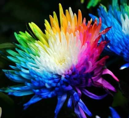 - Hollanda'dan İTHAL - RAINBOW KASIMPATI (Chrysanthemum) Çiçeği Tohumu (25 Tohum)