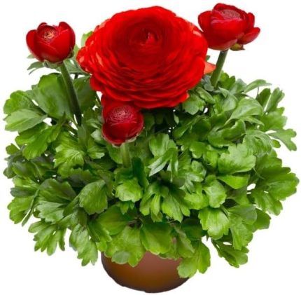 Şakayık Tohumu (Kalıcı ve Katlı Çiçek) - Kırmızı Renkli - 5 Tohum