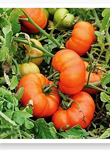 TARIM Ata Tohumu Yerli Doğal Köy Domatesi 1000 Adet Tohum