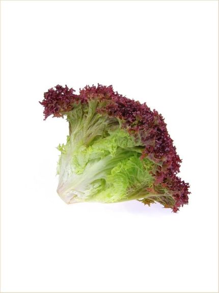 Garden İthal Marul Kırmızı Salata (Kıvırcık) 1000 Ad. Tohum