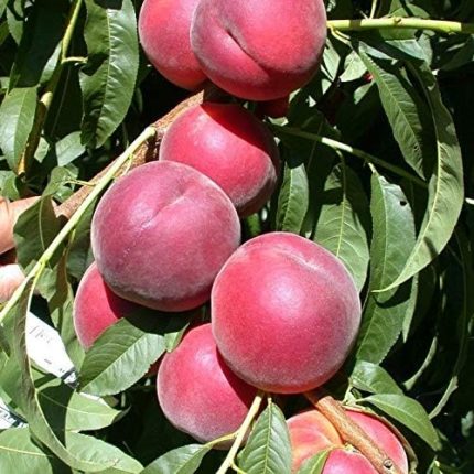 Tüplü Aşılı Tam Bodur Kendine Verimli Red Elegant Şeftali Fidanı