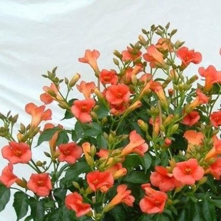 Acem Borusu (Campsis Radicans) Sarmaşık Fidanı 50-60 cm