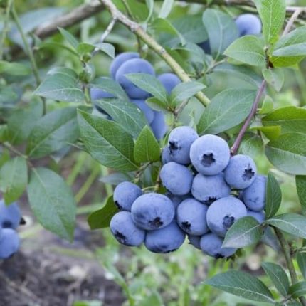 Yaş Sweetheart Çeşiti Yaban Mersini