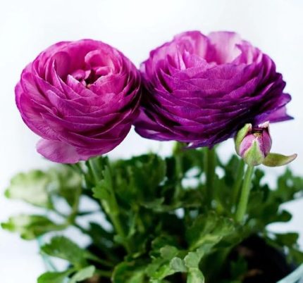 Tohumu (Kalıcı ve Katlı Çiçek) - Mor Renkli - 5 Tohum