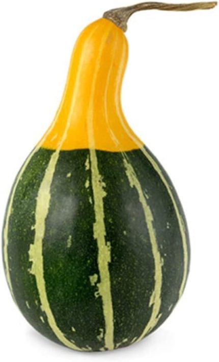 Yeşil Kabak Tohumu 20 Adet Tohum Süs Kabağı