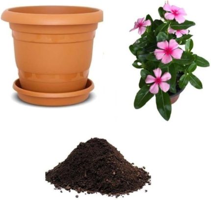 Look Cezayir Menekşesi Çiçeği Tohumu Ekim Seti TH-dshnllkset200