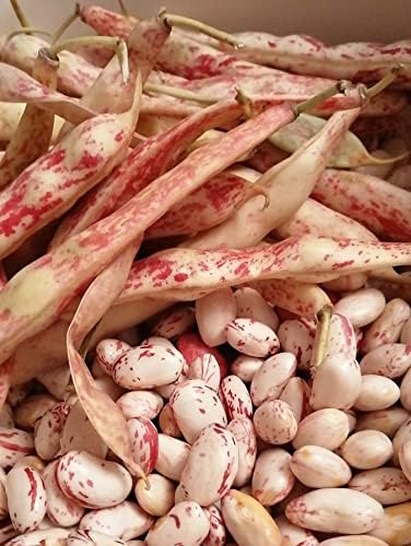 Garden Doğal Oturak Barbunya Tohumu 30 Adet Tohum