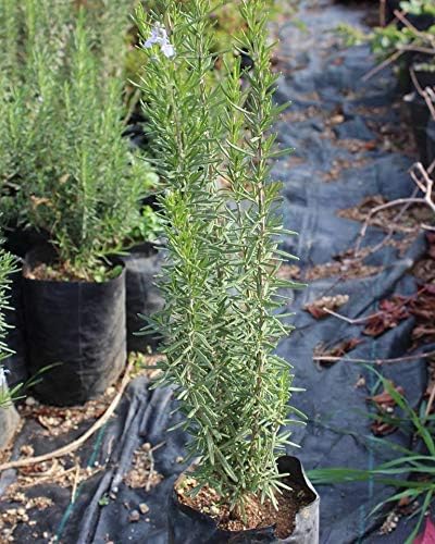 Biberiye Fidanı, Saksıda