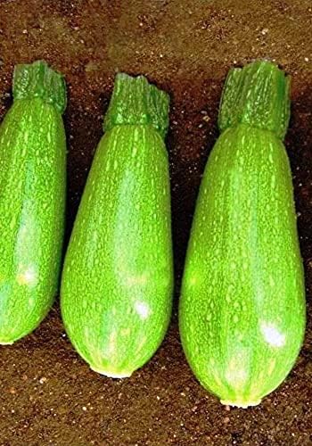 TOHUMU YERLİ AMPUL KABAK KUMSAL 20 ADET TOHUM