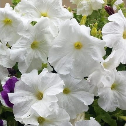 Beyazların Dansı White Akşam Sefası Çiçeği Tohumu(20 tohum)