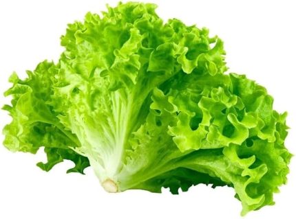 MARUL (ÇOKLU TOHUM) - 5 Gram