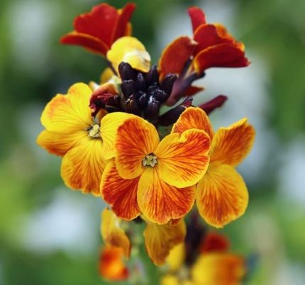 Şebboy Tohumu (Kokulu) - 25 Tohum