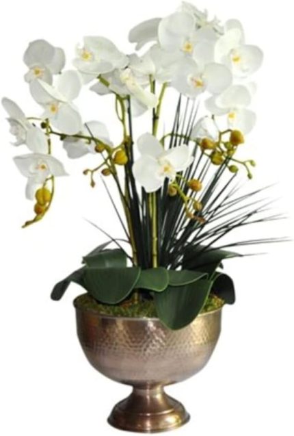 Look Nadir Bulunan Beyaz Orkide Çiçeği Çiçek Tohumu 5 Adet TH-34435r4333e3