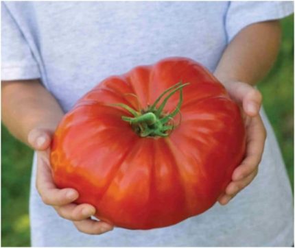 Paket 500 Adet Tohum İthal Dev Hollanda Domatesi Tohumu Domates Tohumu